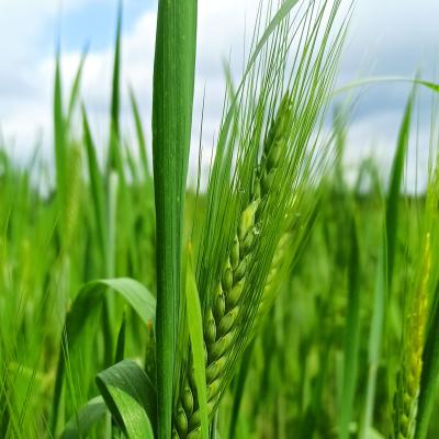 30. Mai: Die Ähre bildet sich aus.