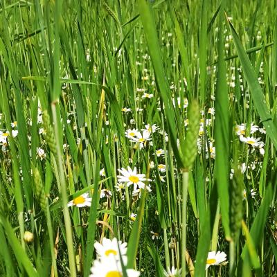 30. Mai: Wir haben ein Kamille-Problem