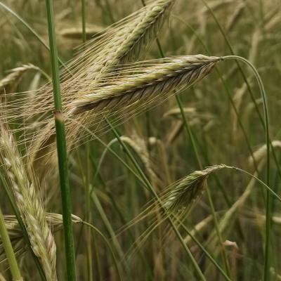 25. Juni: Wunderschöne Ähren