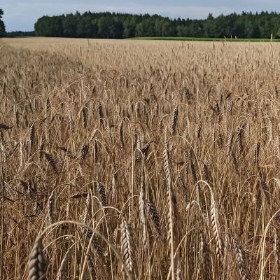 24. Juli: Emmer links, Roggen rechts