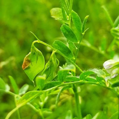 25. Juni: Genau hinschauen! Die ersten Hülsen sind zu entdecken.