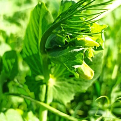 12. Juni: Blüte kurz vor dem Öffnen.