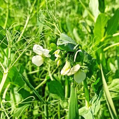 12. Juni: In voller Blüte.