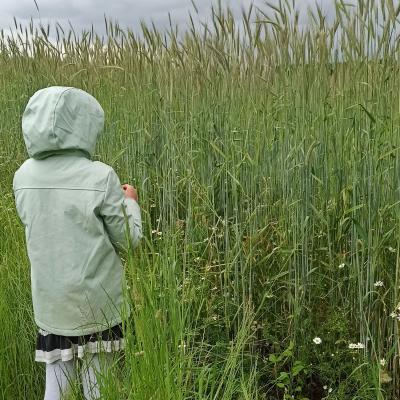 07. Juni: Unser Roggen ist lang und liefert viel Stroh.
