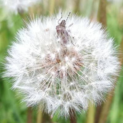 Pusteblume ...