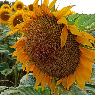 22 07 26 Sonnenblume Nah