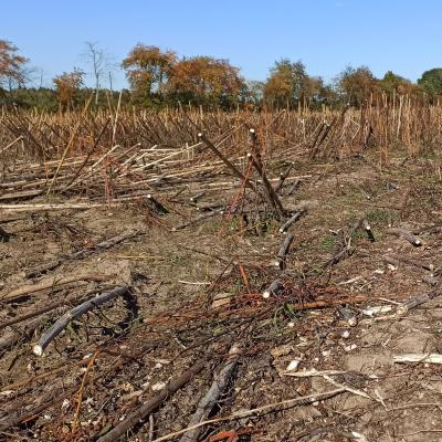 12. Oktober: Nach der Ernte.