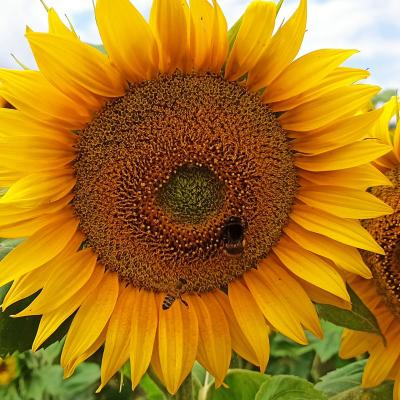 Sonnenblume 2022