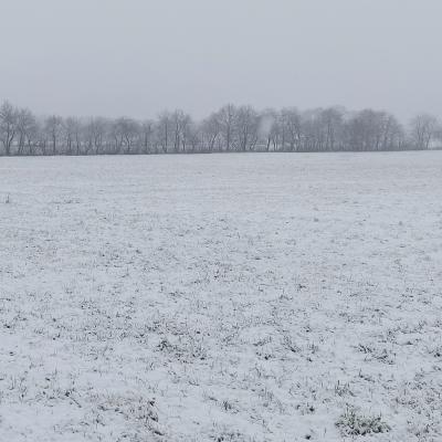 Roggen 05
