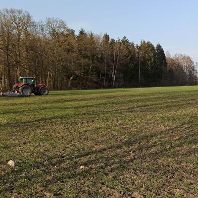 Roggen 07